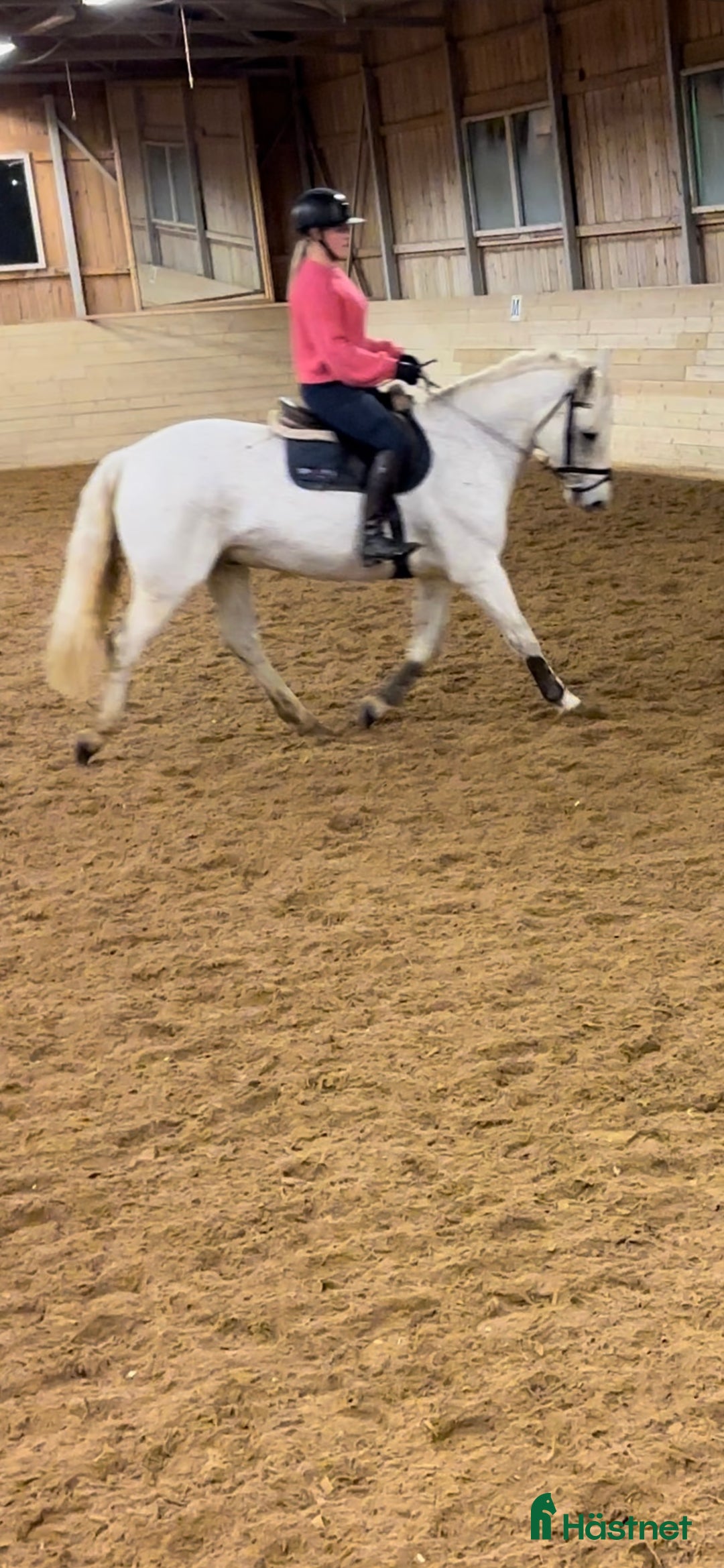 Hoppning hästar till salu: Rolig allroundponny i Norrköping - Annons 4
