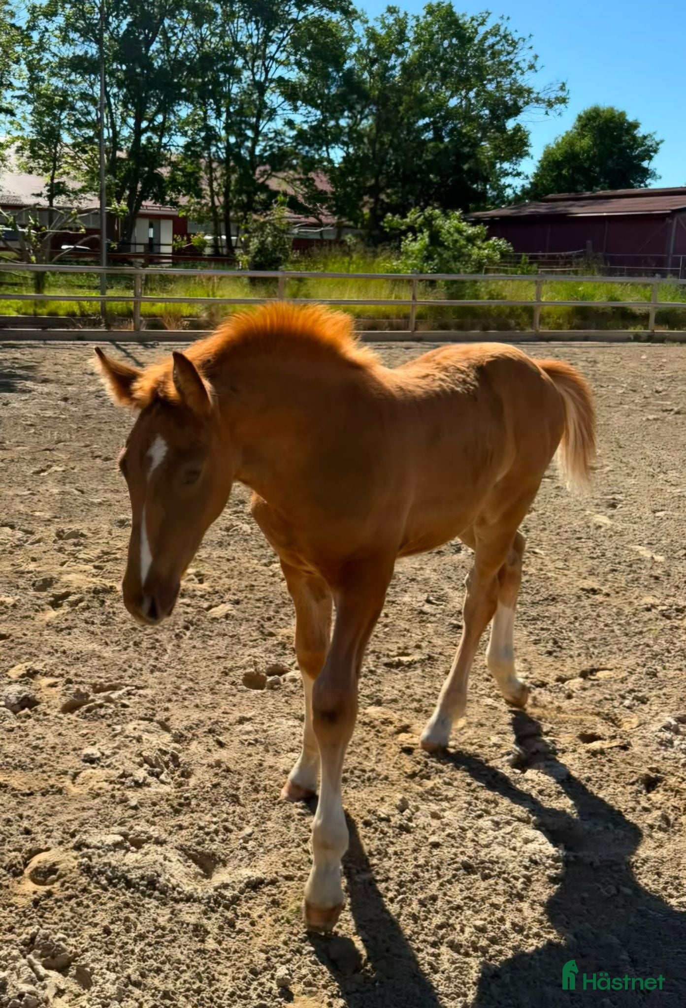 Hoppning hästar till salu: Hingstföl med mycket starkt möderne! - Annons 1