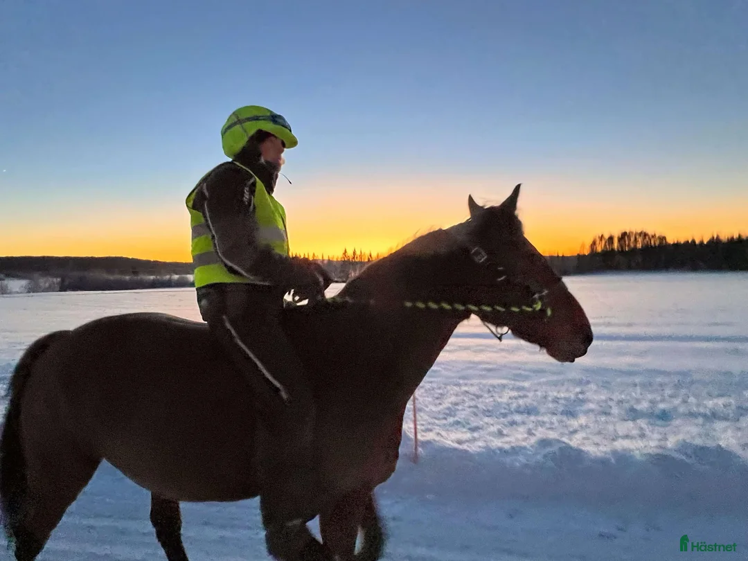 Allround hästar till salu: Charmig kille söker  en  fodervärd/halvfodervärd - Annons 6