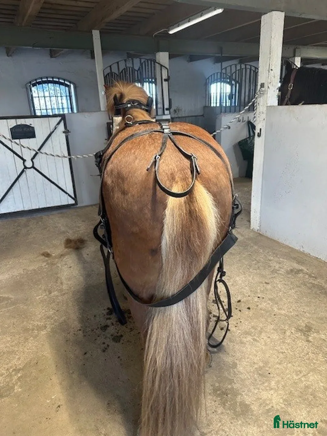 Övrig Hästutrustning hästutrustning till salu: Loksele o Baksele till Islandshäst, Fjording.. - Annons 2