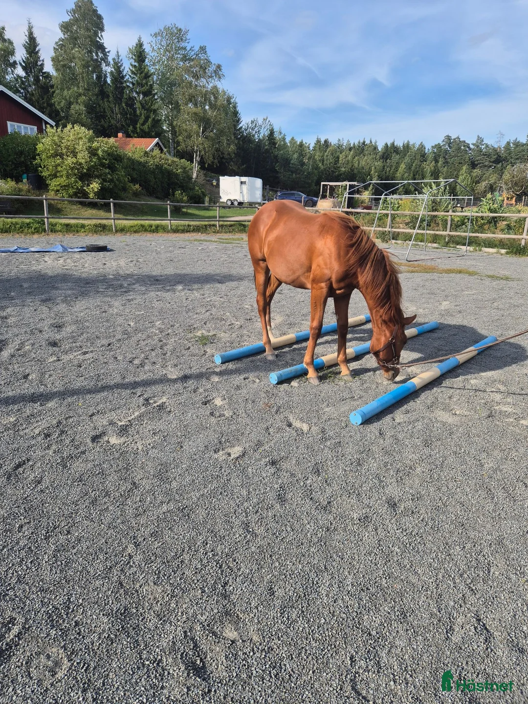 Western hästar till salu: Coolt 1 års sto i Tystberga - Annons 5
