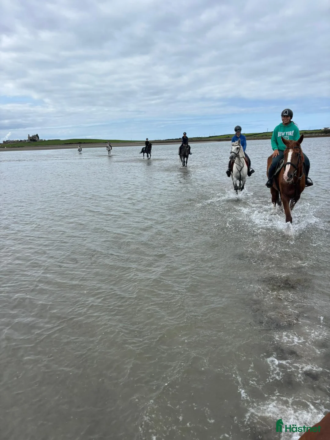 Dressyr hästar till salu: Equestrian holiday in Ireland  - Annons 10
