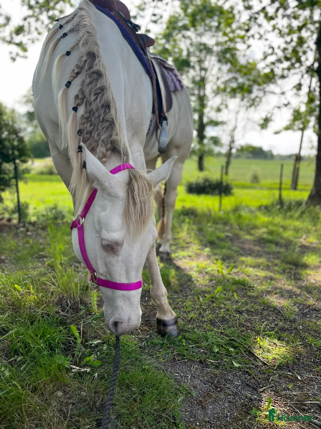 Western hästar till salu: Unikt champagnefärgat sto med unik färggenetik 🌟 - Annons 7