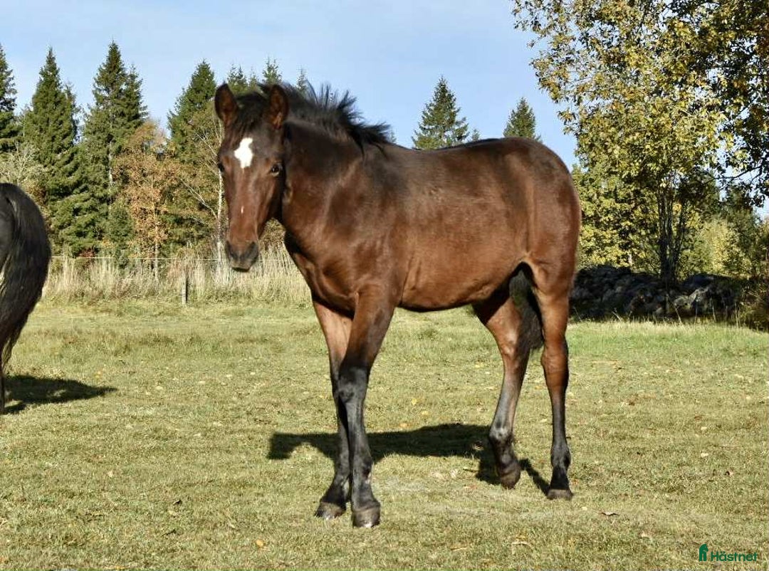 Allround hästar till salu: Hingstföl, korsning PRE och kallblodstravare i Blidsberg - Annons 5