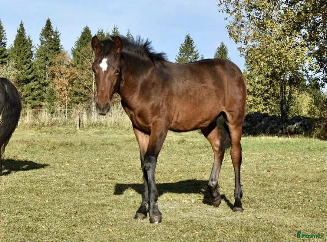 Allround hästar till salu: Hingstföl, korsning PRE och kallblodstravare i Blidsberg - Annons 5