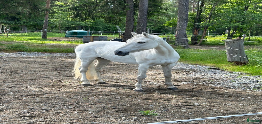 Galleribild {{count}}