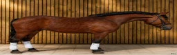 Allround hästar till salu: Magnificent allrounder - unique look - Annons 15