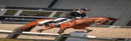 Dressyr hästar till salu: Top FEI pony  - Annons 7