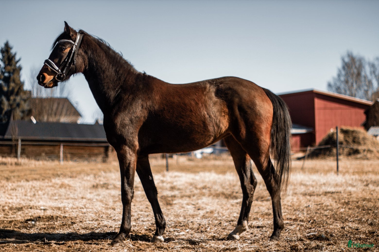  hästar Elegant sto -23  - Annons 2