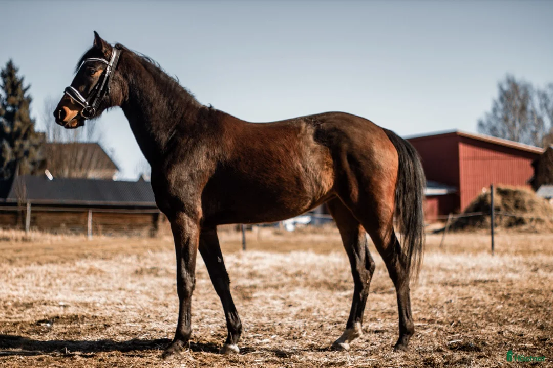 Dressyr hästar till salu: Elegant sto -23  i Piteå - Annons 2