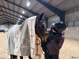 hästar Söker dressyr ungponny 🦄 - Annons 1