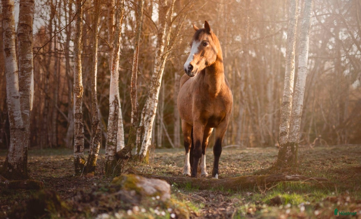  hästar En bästa kompis  i Älvängen - Annons 7