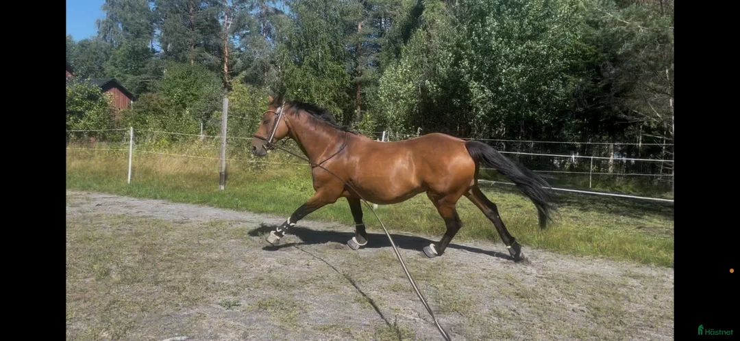 Övrigt hästar till salu: Sällskap - Annons 1