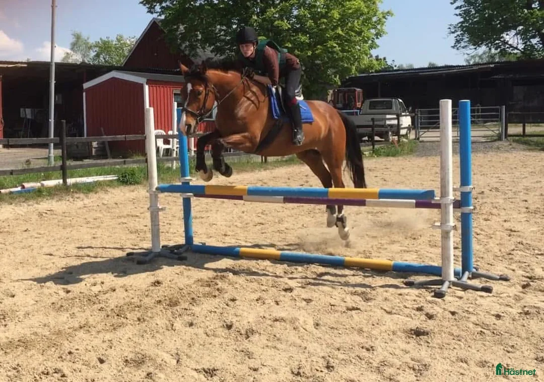 Övrigt hästar sökes: Söker efter Cheyenne i Mörrum - Annons 2