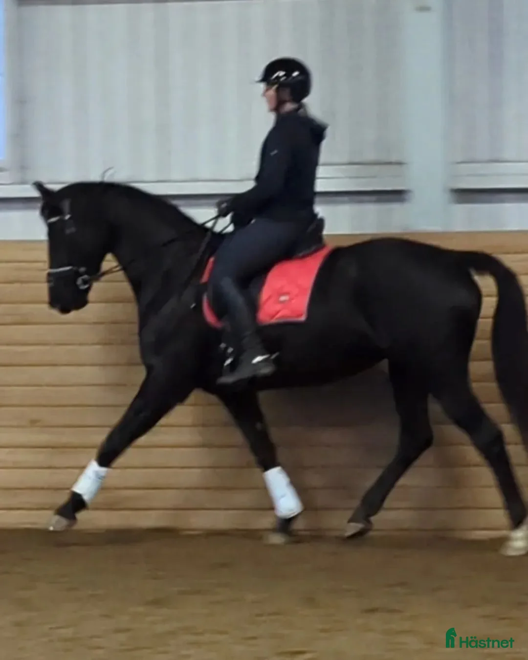 Allround hästar till salu: Fantastiskt vackra Soya - Annons 4