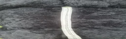 Sadlar hästutrustning till salu: Grandeur Tomentum BAROCK - Annons 5