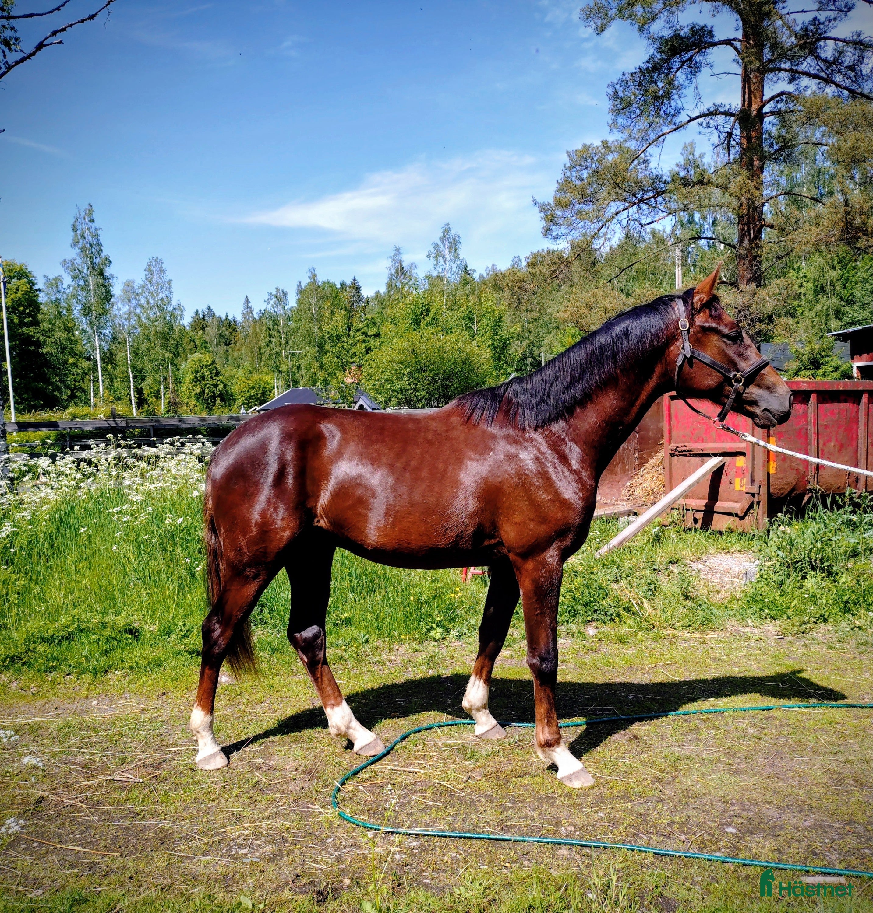  hästar Flott Hingst för framtiden  i Årsunda - Annons 11