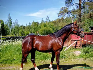 hästar Flott Hingst för framtiden - Annons 5