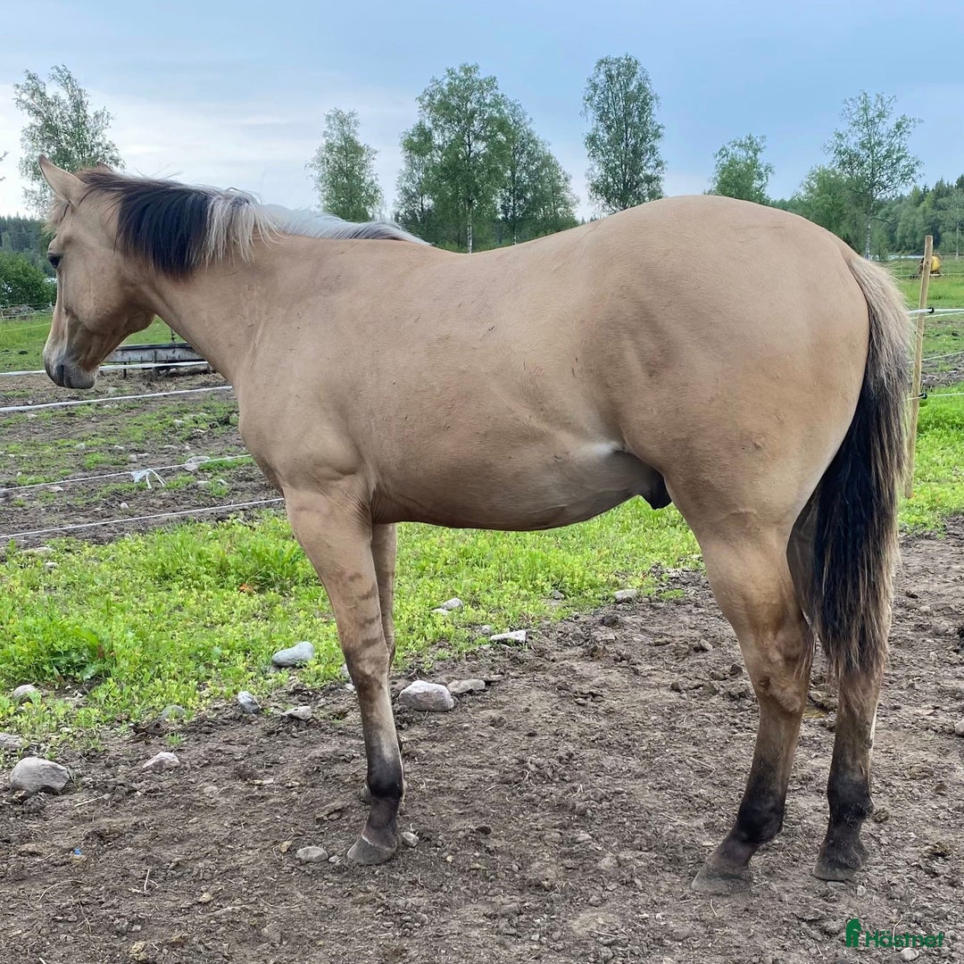 Western hästar till salu: DC Genuine Starlight i Sävsjö - Annons 3