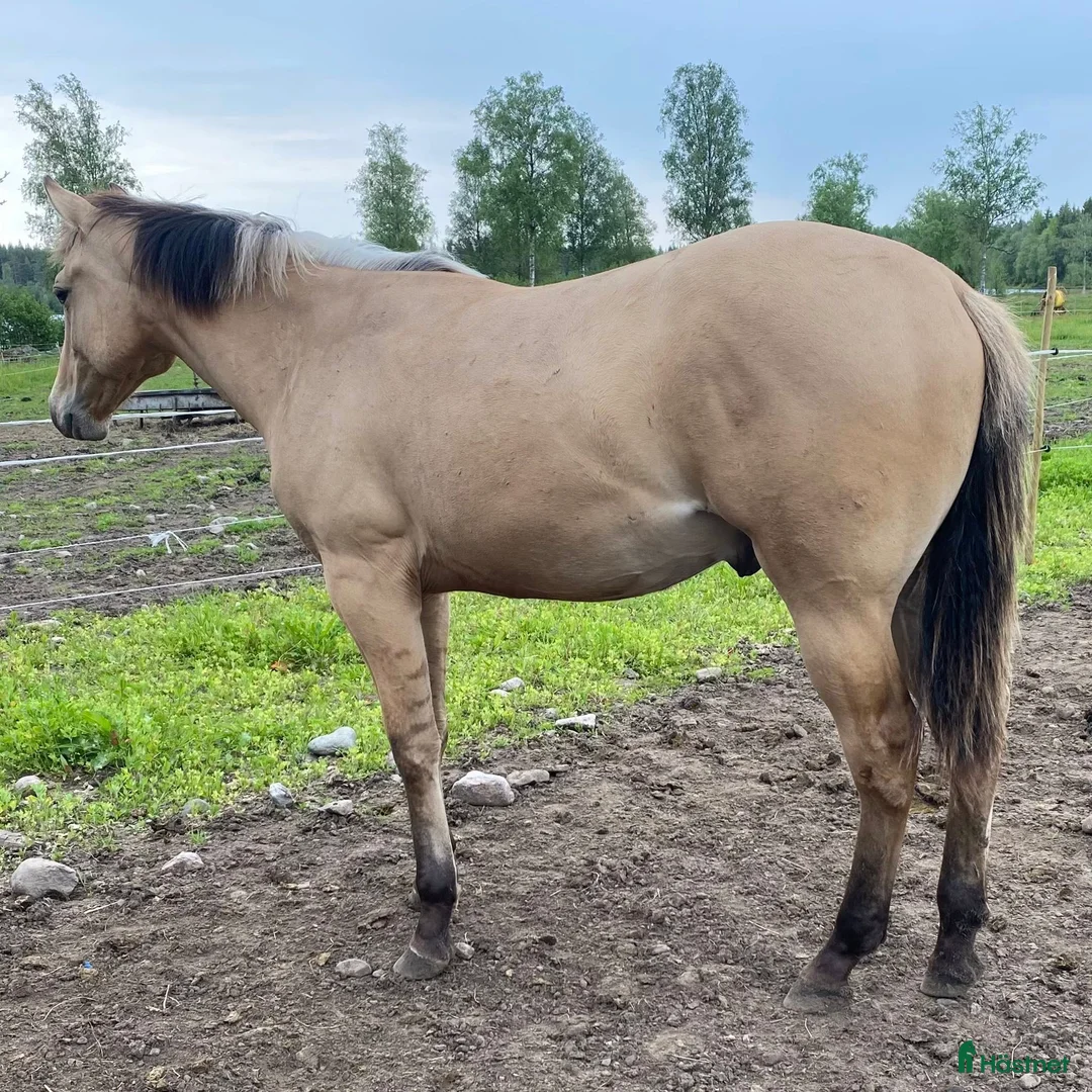 Western hästar till salu: *BOKAD* DC Genuine Starlight - Annons 3