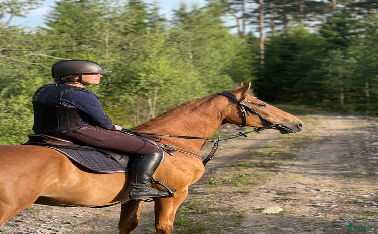  hästar i Halmstad - Annons 6