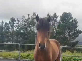 hästar Islandshästar till salu. i Ljungby - Annons 18