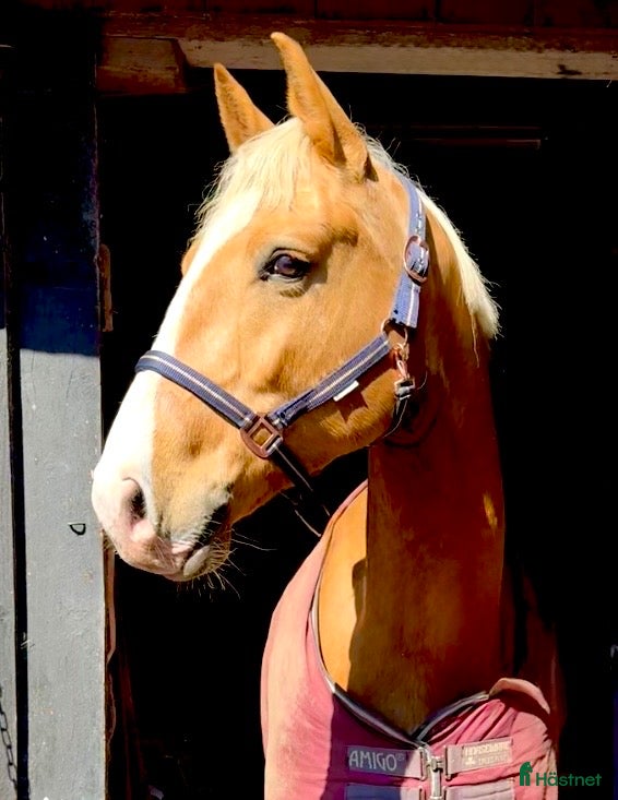  hästar Vackraste hästen i stallet  - Annons 1