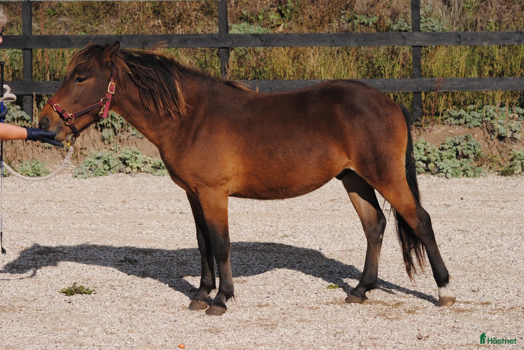 Körning hästar till salu: Trevlig okomplicerad unghäst  i Stånga - Annons 4