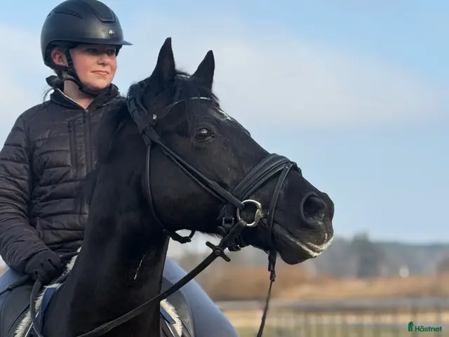 hästar till salu: Mycket meriterad ponny med dokumenterad kapacitet - Annons 1