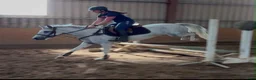 Allround hästar till salu: Quality D pony - Annons 4