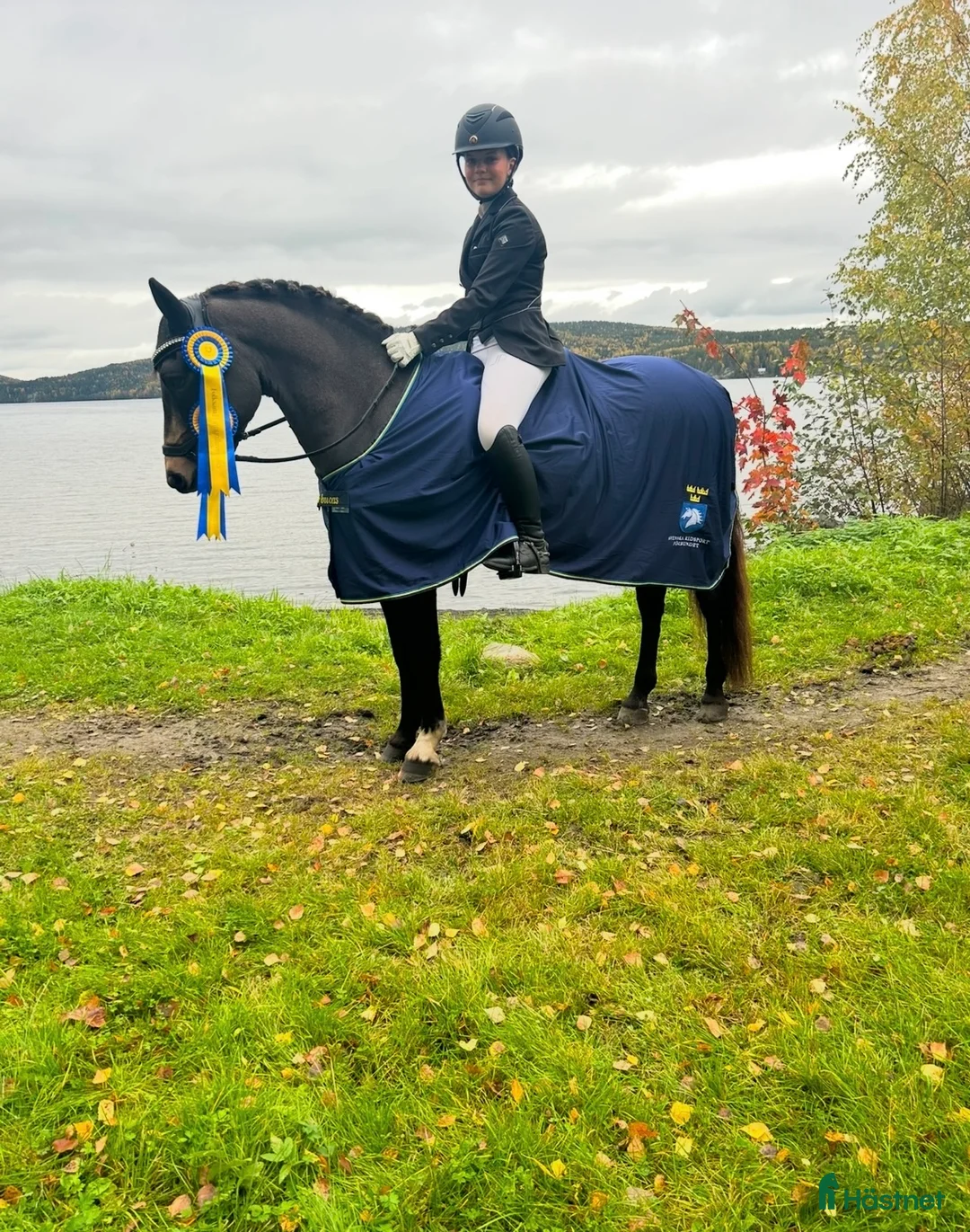 Dressyr hästar till salu: Guldkille till salu! i Kvissleby - Annons 11