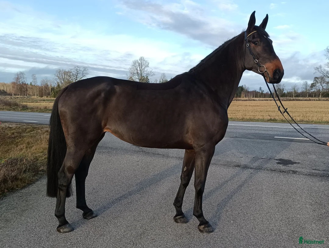 Hoppning hästar till salu: Snäll, ambitiös 6-åring för hoppning/dressyr - Annons 1