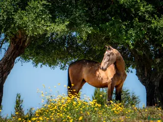 hästar Lusowarmblood 4-årigt sto - Annons 1