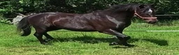 Allround hästar till salu: Lilla storebror (D-ponny) el stora lillebror (160) - Annons 1