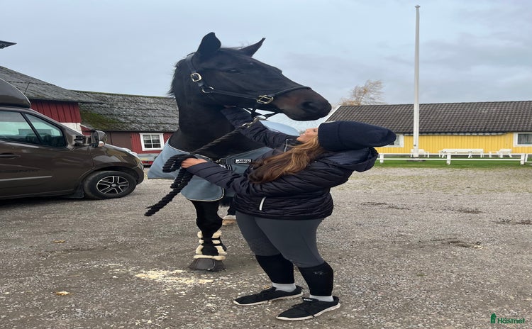  hästar i Halmstad - Annons 4