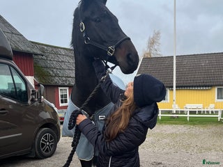 hästar Vackraste hästen letar nytt hem!🖤 i Halmstad - Annons 12