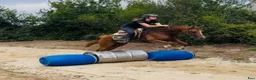 Allround hästar till salu: Irish riding ponies  - Annons 13