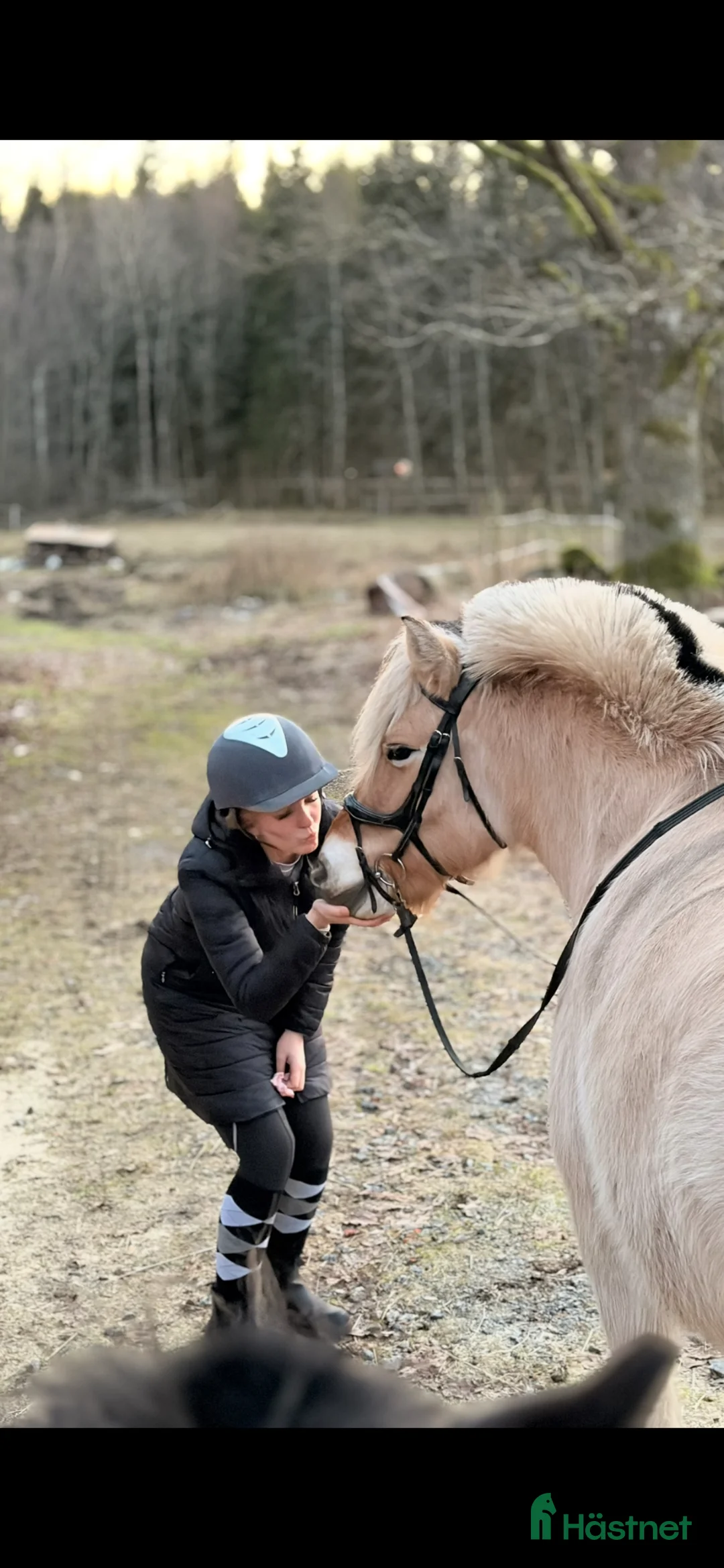 Allround hästar till salu: Häst med ett hjärta av guld - Annons 2