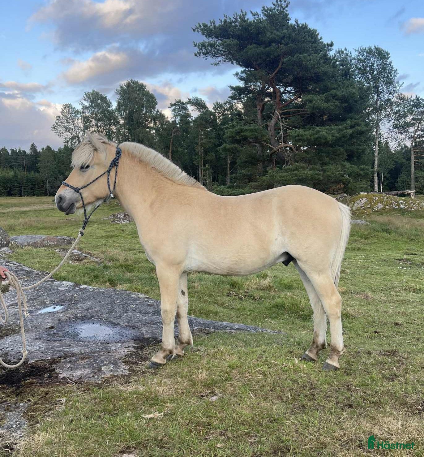  hästar 2 ettårshingstar i Sollebrunn - Annons 16