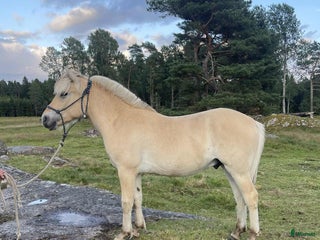 hästar 2 ettårshingstar i Sollebrunn - Annons 15
