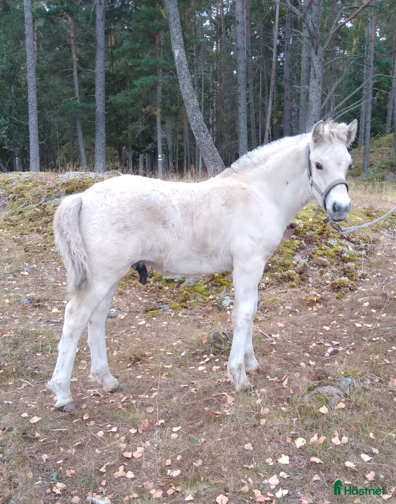  hästar Hingstföl - Annons 16