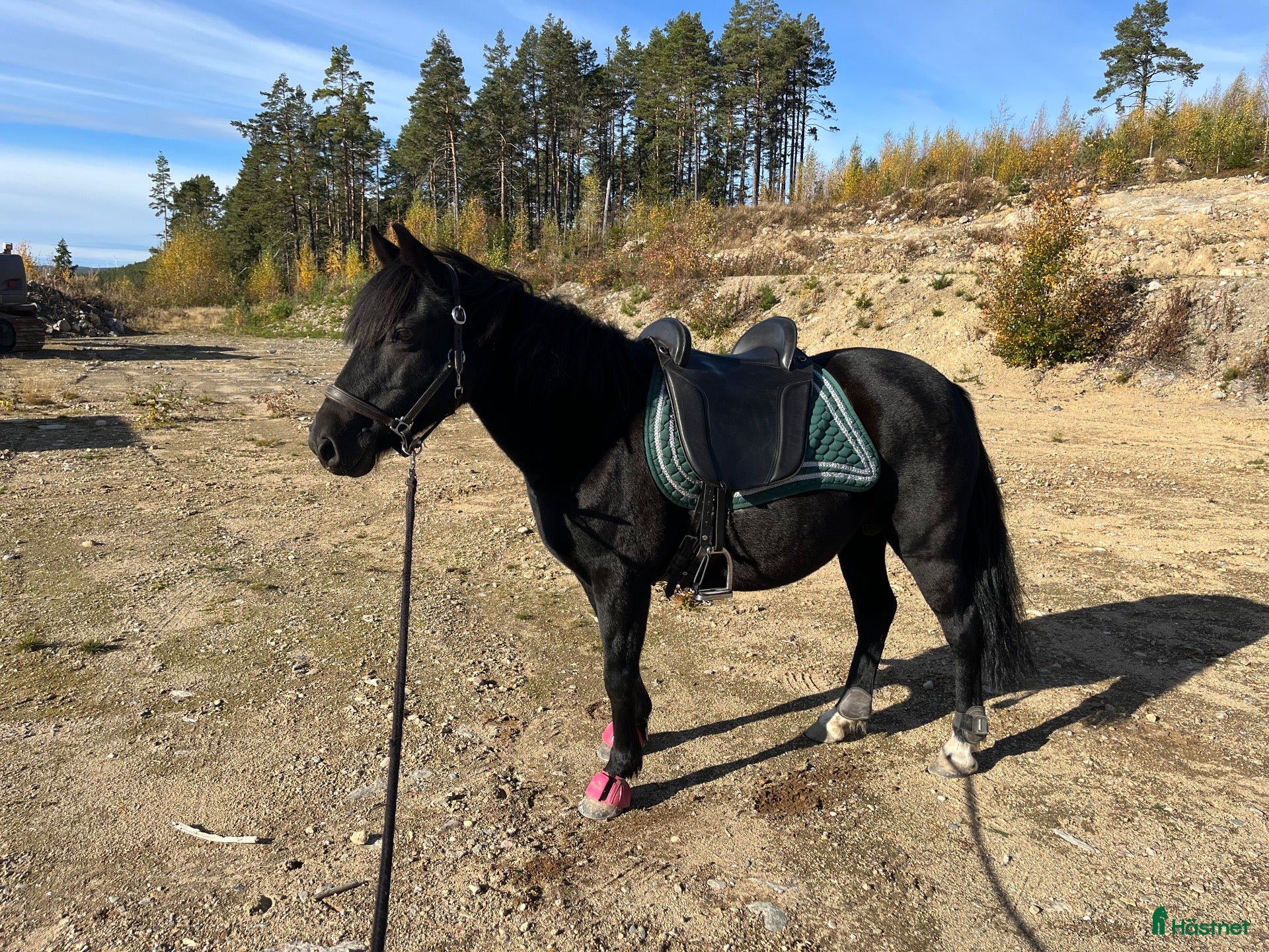  hästar Rar ponny - Annons 3