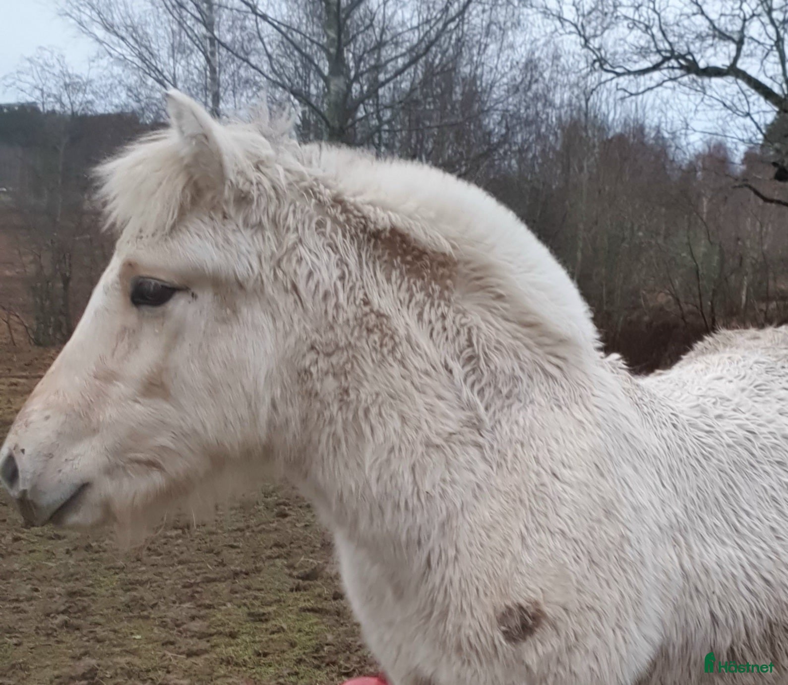  hästar vitblackt hingstföl i Fagersta - Annons 6