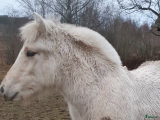 hästar vitblackt hingstföl i Fagersta - Annons 6