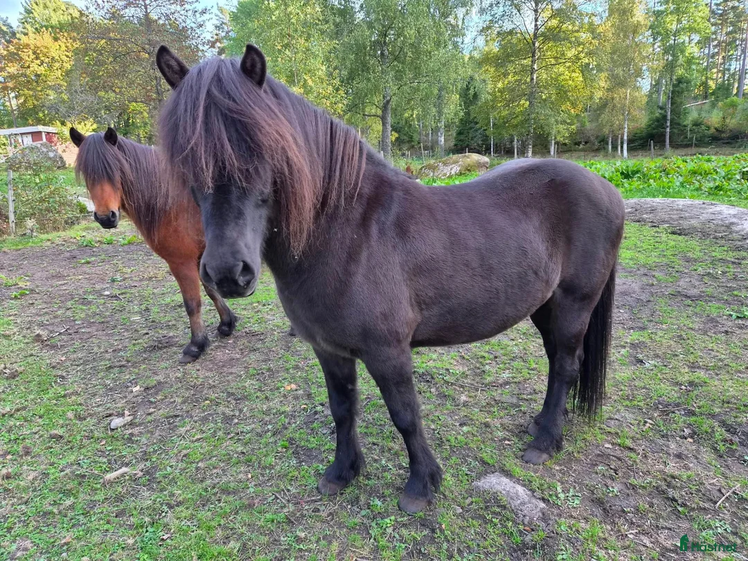 Island hästar till salu: Trevliga islandshästar (sto + valack) i Eringsboda - Annons 4