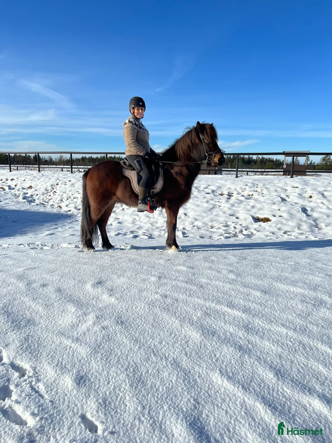 Island hästar till salu: Vacker valack - Annons 2