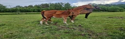 Hoppning hästar till salu: Stor massiv hingst  - Annons 1