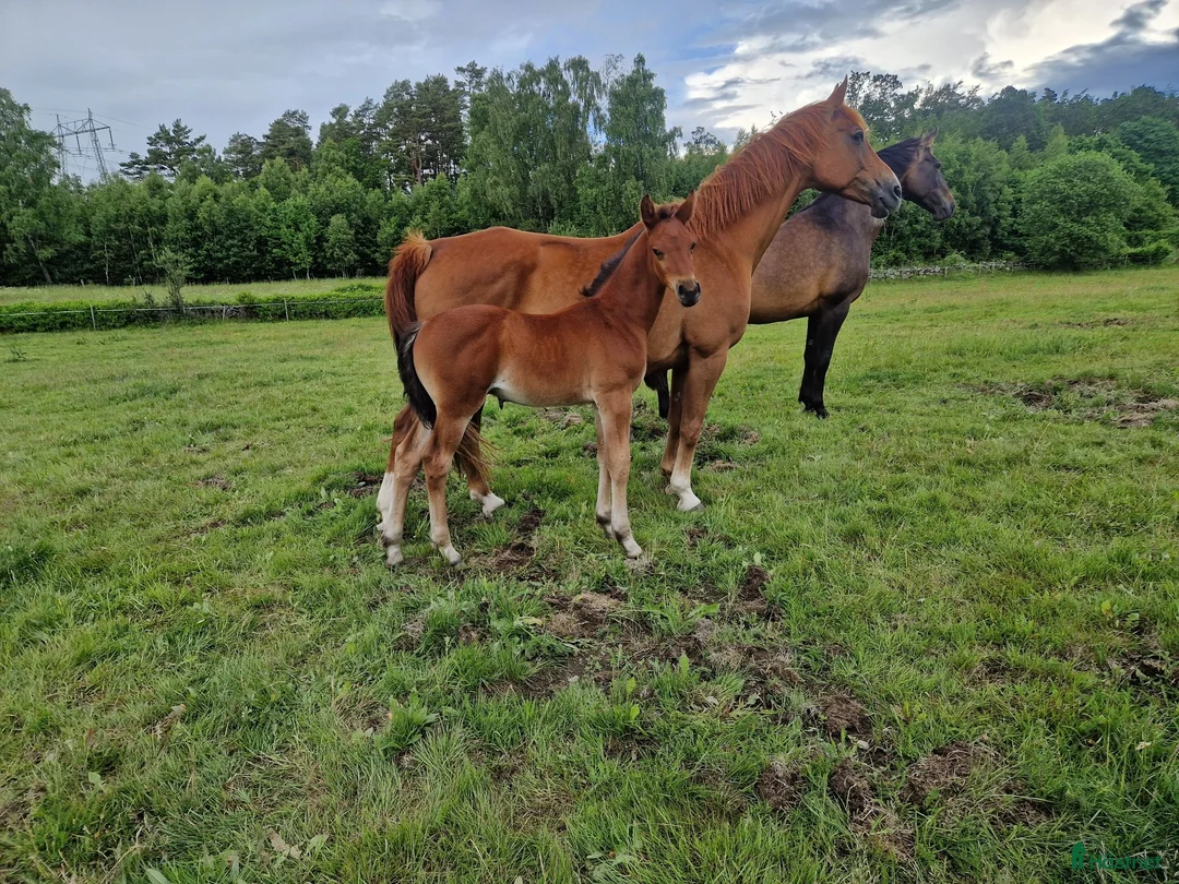 Hoppning hästar till salu: Stor massiv hingst  - Annons 1