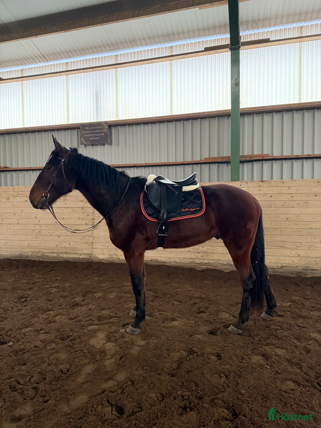 Allround hästar till salu: Valack med stor potential - Annons 2