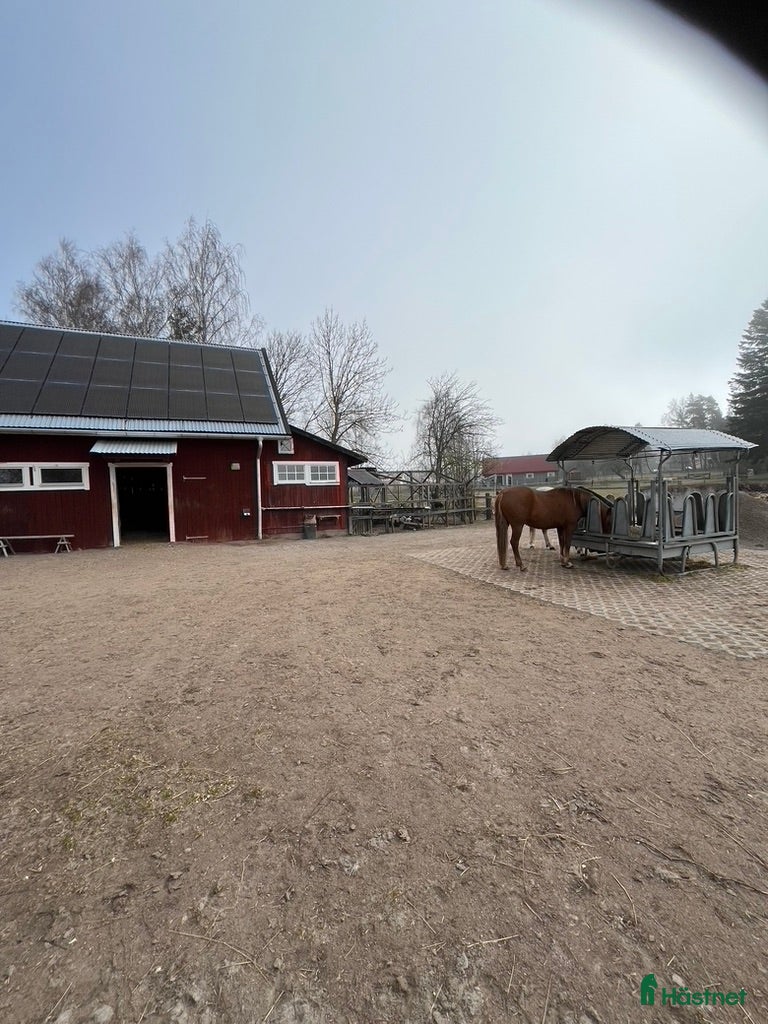  stallplats Lösdriftsstallet Sanden - Annons 2